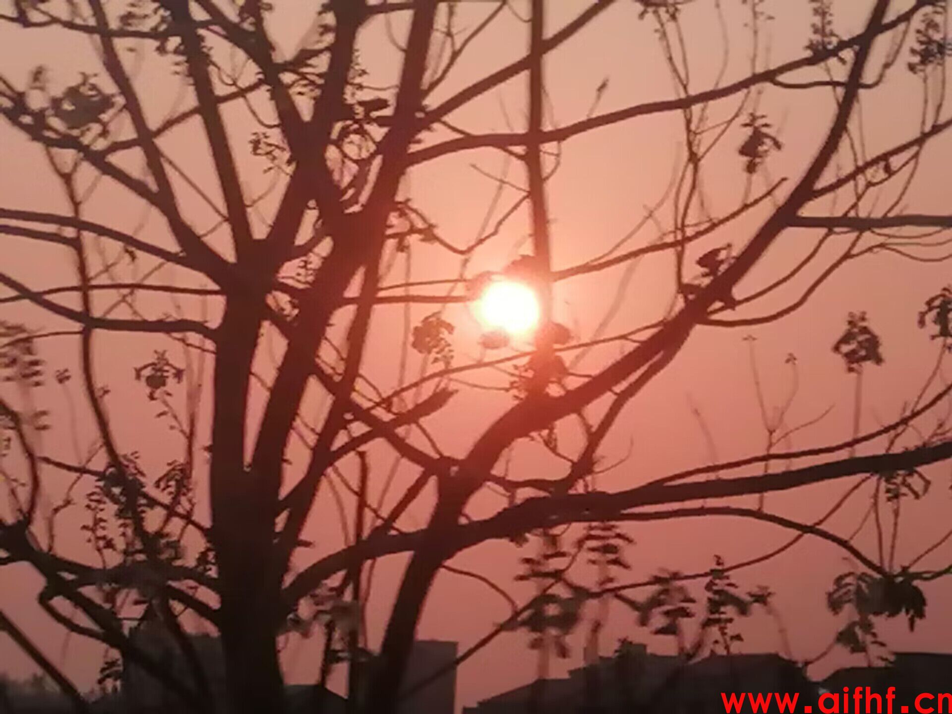 星铭：黄昏日落树梢(AIFHF优秀图片)