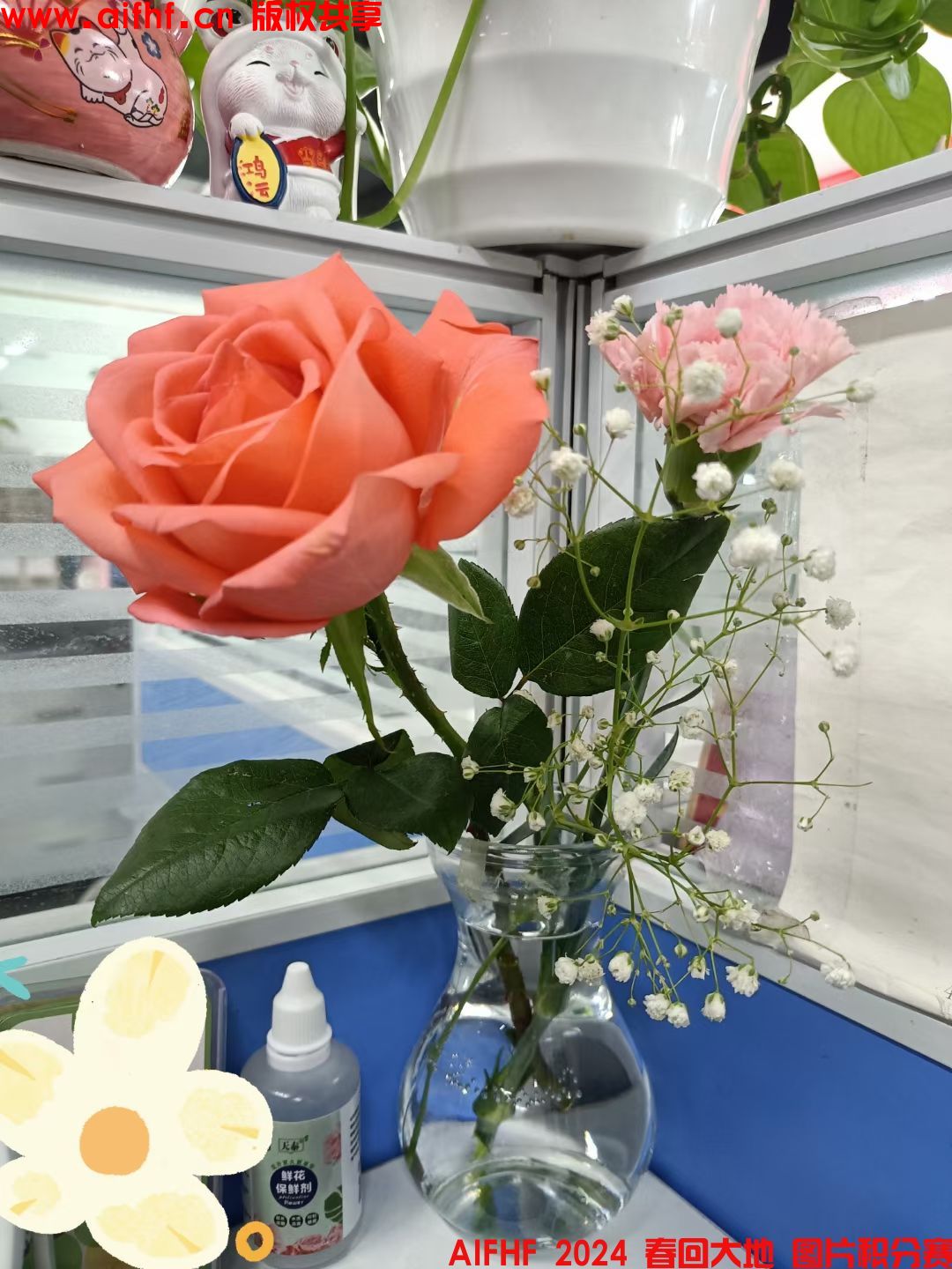 独一无二的宝：每日新鲜活力