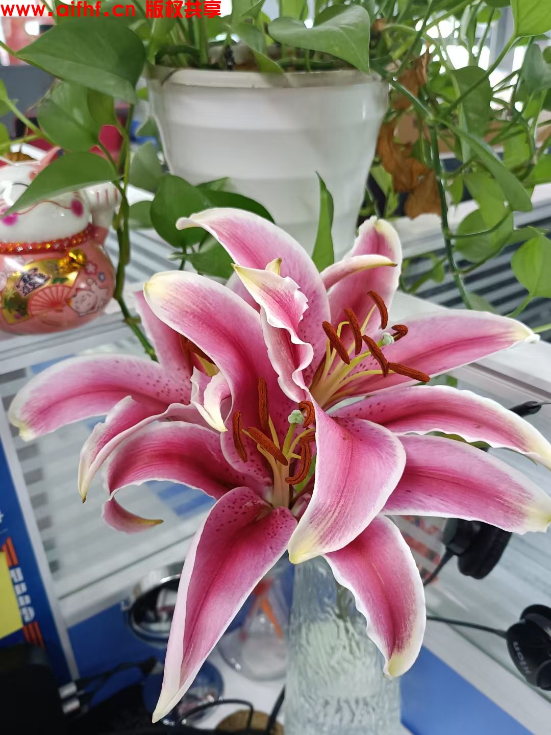 独一无二的宝:最美的花朵开花了