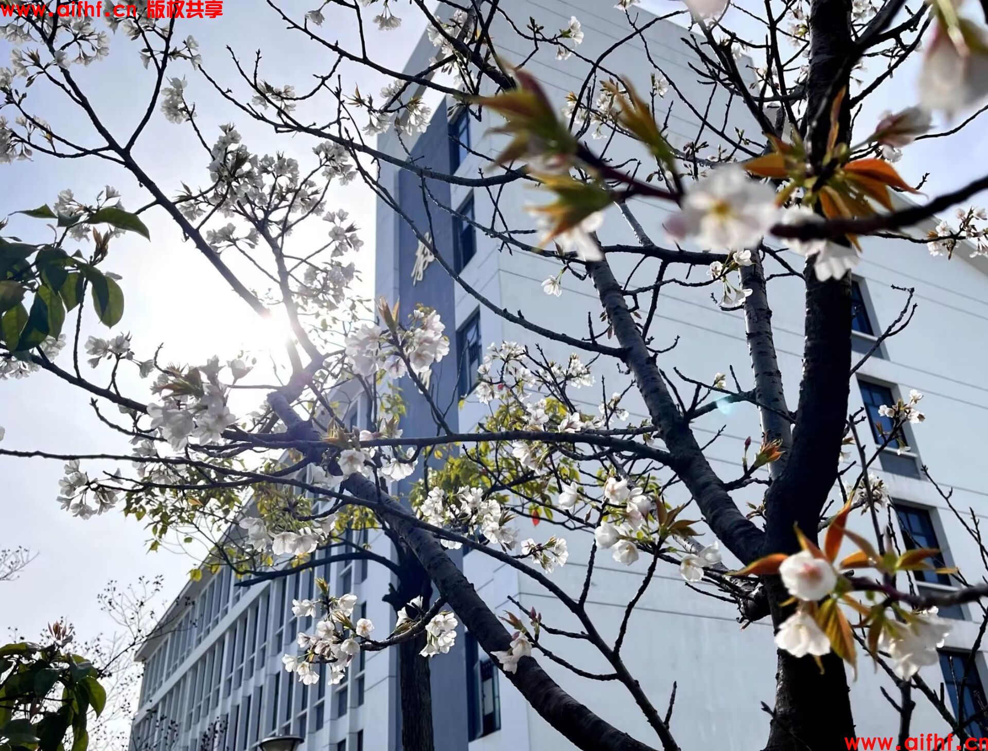 刚要下线就：印象之花（AIFHF优秀图片）