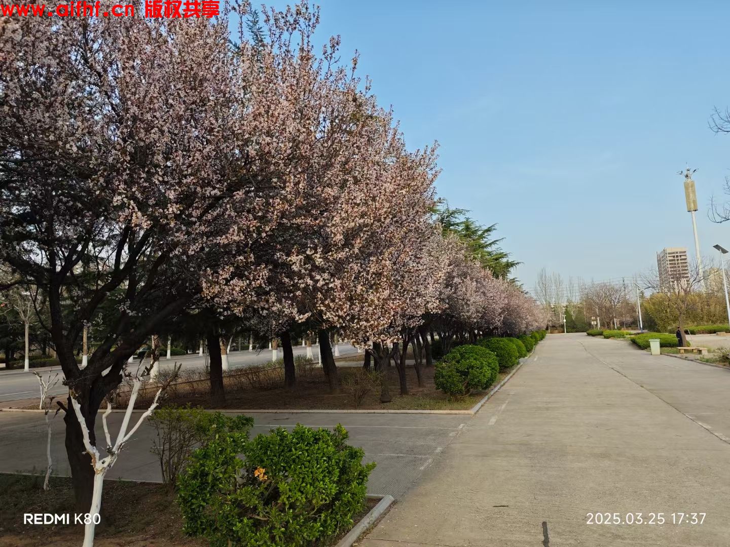 长烟:校园里的树开花了