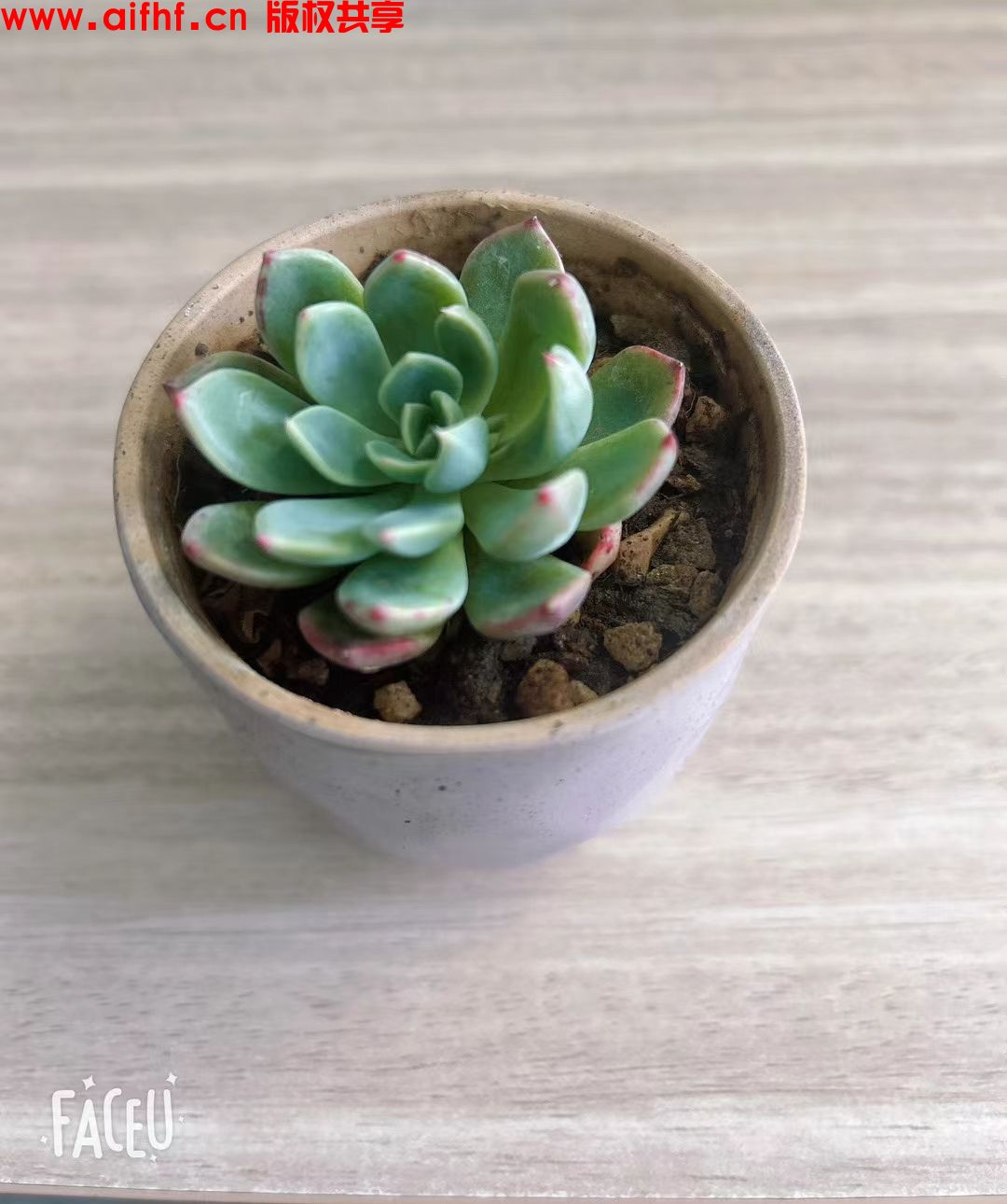 孤独的作者:我的幸运符