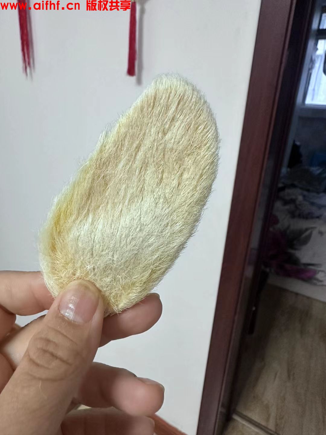 Y倩:我的芒狗，怎么感觉不一样？