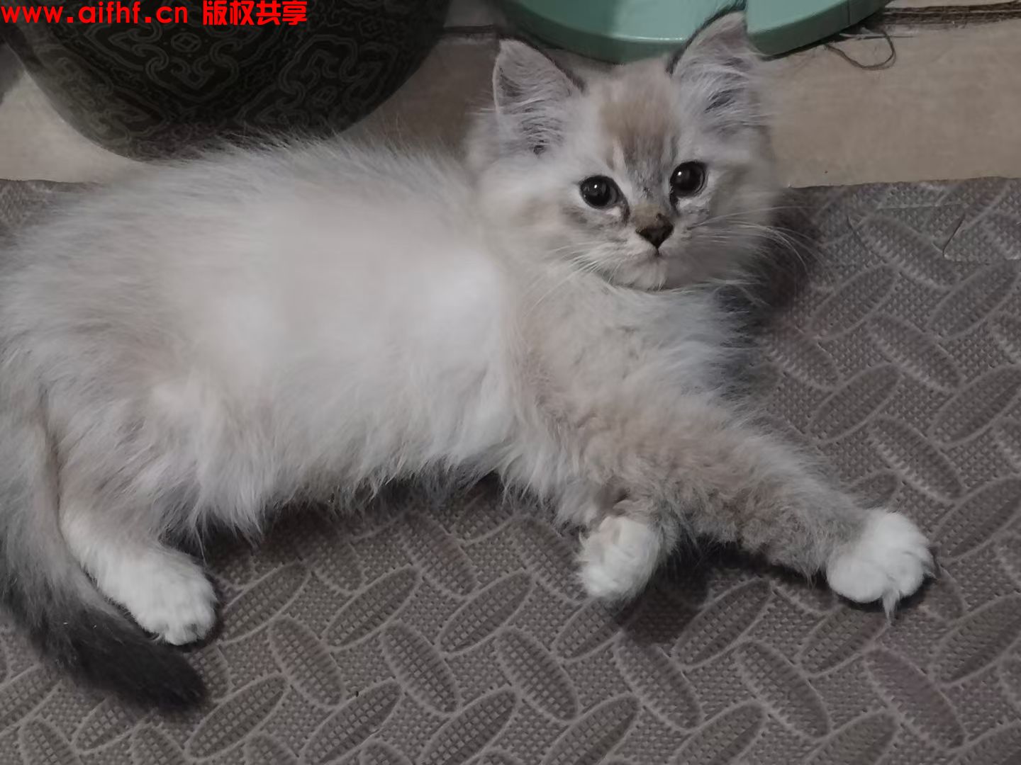 小土豆:小橙子:猫的快乐自由自在