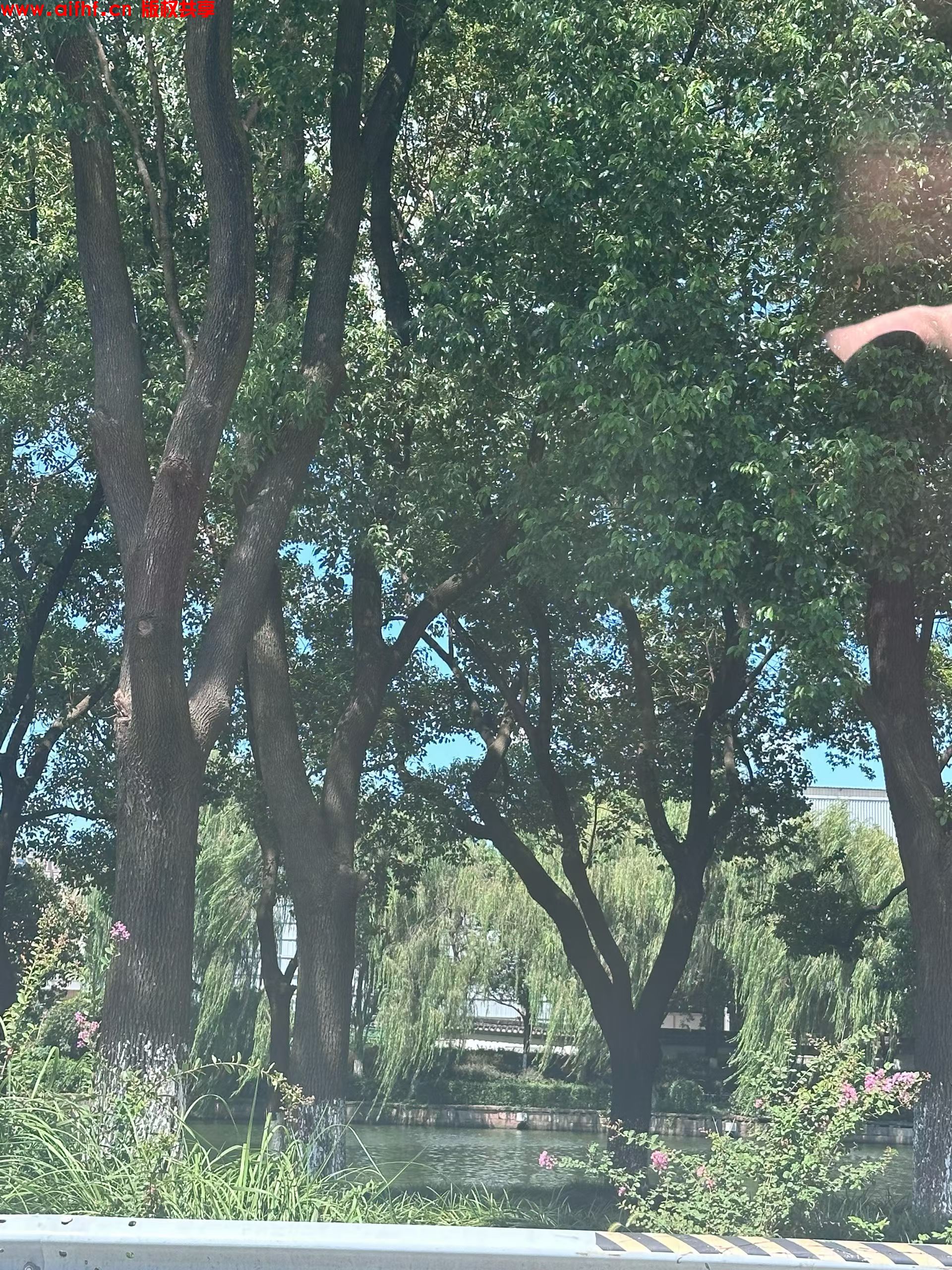 帅神:户外的绿树蓝天白云与美食